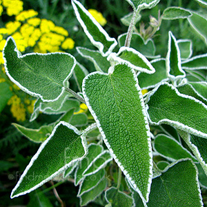 Phlomis Leucophracta - Jerusalem Sage