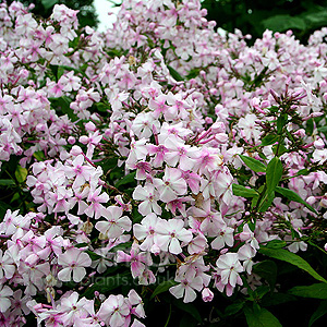 Phlox Paniculata 'Discovery'