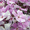 Phlox Paniculata - Franz Schubert