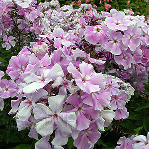 Phlox Paniculata 'Franz Schubert' - Phlox