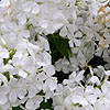 Phlox Grandiflora