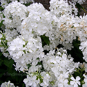 Phlox Grandiflora - Phlox