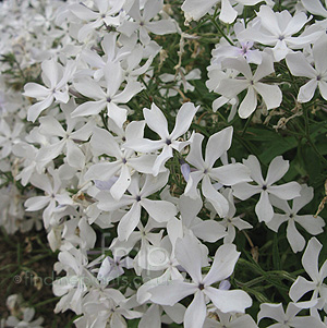 Phlox Divaricata 'May Breeze'