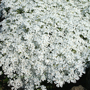 Phlox Bifida 'Minima Colvin'