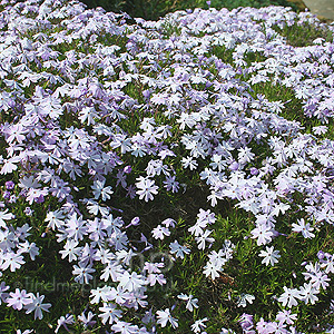 Phlox Subulata 'Oakington Blue Eyes'