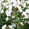 Phlox Paniculata