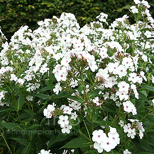 Phlox Paniculata - Phlox