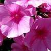 Phlox Paniculata - Eva Cullum