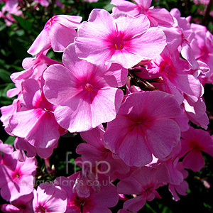 Phlox Paniculata 'Eva Cullum' - Phlox