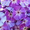 Phlox Paniculata - Sky Light