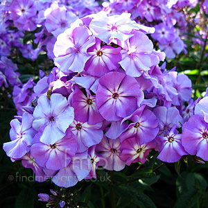 Phlox Paniculata 'Sky Light' - Phlox