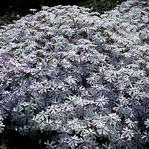 Phlox  Bifida 'Petticoat'