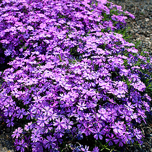 Phlox Subulata 'Purple Beauty'