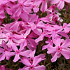 Phlox Subulata - Nettleton Variation