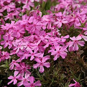 Phlox Subulata 'Nettleton Variation' - Phlox