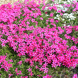 Phlox Subulata 'Tamaongelei'