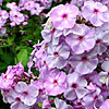 Phlox Paniculata - Victorian Lilac