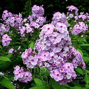 Phlox Paniculata 'Victorian Lilac' - Perennial Phlox