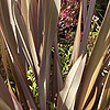 Phormium Tenax - Purpureum