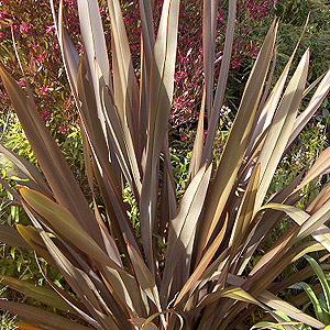 Phormium Tenax 'Purpureum' - Flax Lily