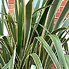 Phormium Cookianum - Cream Delight