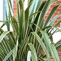 Phormium Cookianum 'Cream Delight' - New Zealand Flax