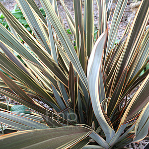 Phormium 'Alison Blackman' - New Zealand Flax