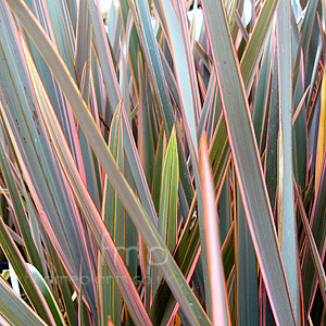 Phormium 'Rainbow Queen' - New Zealand Flax