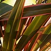 Phormium - Sundowner