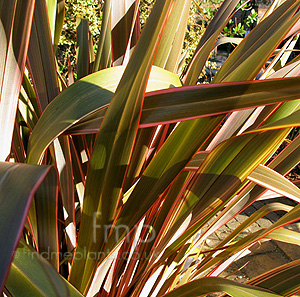 Phormium 'Sundowner' - Mountain Flax