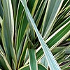 Phormium Tenax - Variegatum