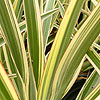 Phormium Cookianum - Tricolor