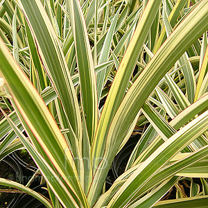 Phormium Cookianum 'Tricolor' - New Zealand Flax