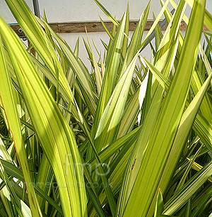 Phormium 'Yellow Wave' - New Zealand Flax