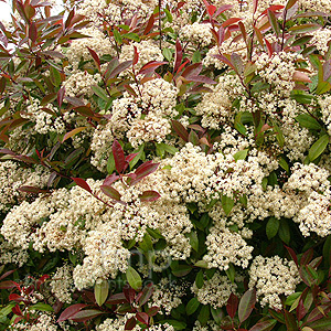 Photinia X Fraseri 'Red Robin'