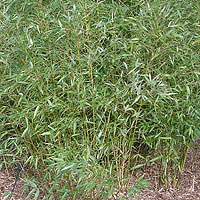 Phyllostachys Viridi-Glaucescens - Ornamental Bamboo