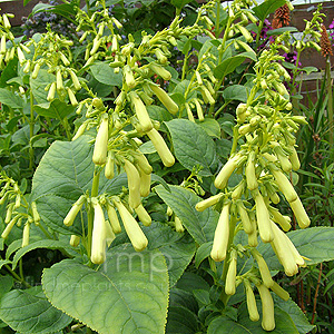 Phygelius Rectus 'Moonraker' - Cape Figwort