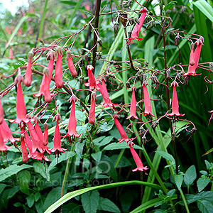 Phygelius X Rectus 'African Queen'