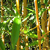 Phyllostachys Aureosulcata - Aureocalis