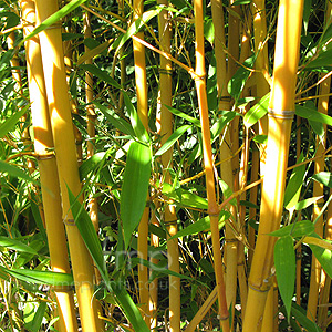 Phyllostachys Aureosulcata 'Aureocalis'