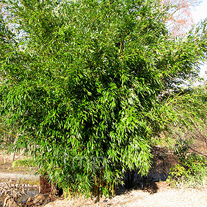 Phyllostachys Aureosulcata spectabilis