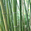 Phyllostachys Edulis