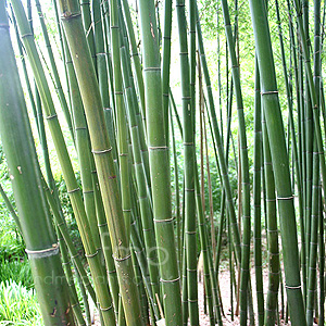 Phyllostachys Edulis