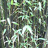 Phyllostachys Nigra