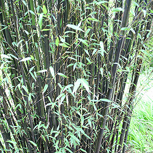 Phyllostachys Nigra - Black Bamboo