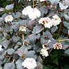 Physocarpus Opulifolius - Diabolo