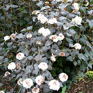 Physocarpus Opulifolius Diabolo - Purple Nine Bark