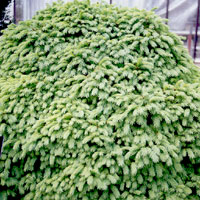 Picea Abies 'Repens' - Weeping Spruce