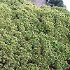 Picea Mariana