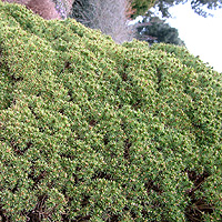 Picea Mariana - Black Spruce